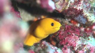 preview picture of video '黄色いウツボ (Yellow Moray)'