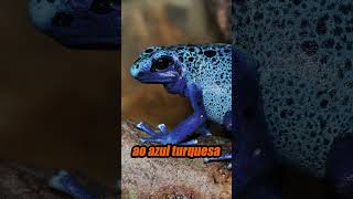 O ANIMAL MAIS COLORIDO DO MUNDO #richardrasmussen #sapos #animais #cores