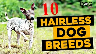10 Rare Hairless Dog Breeds