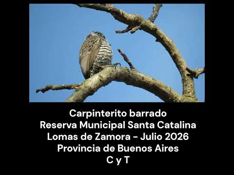 Carpinterito barrado #birds #avesdeargentina #shorts  #naturaleza