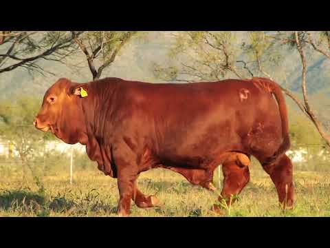 9745 Torete Brangus en VENTA