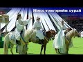 Б Алтанжаргал Г Эрдэнэчимэг Б Батцэцэглэн Мөнх тэнгэр�