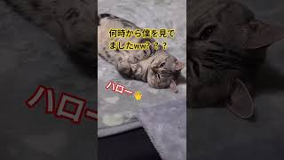 #うちの猫#ねこ#cat