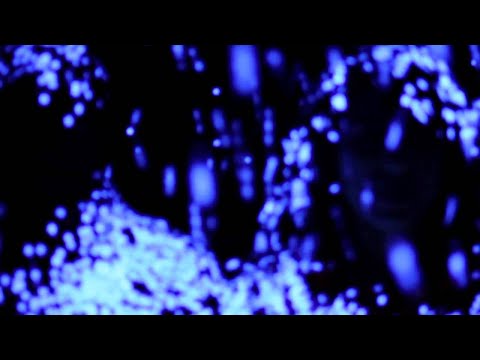 Laetitia Shériff - Friendly Birds - Clip