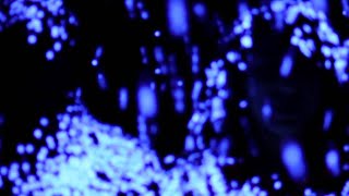 Laetitia Shériff - Friendly Birds - Clip