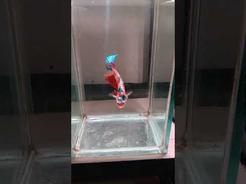 Ikan cupang giant mulco