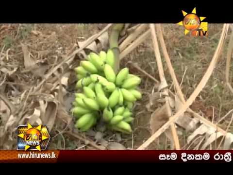 Hiru News 7.00 PM August 01, 2014 