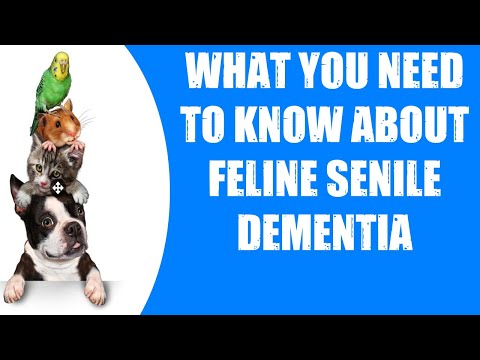 WHAT YOU NEED TO KNOW ABOUT FELINE SENILE DEMENTIA