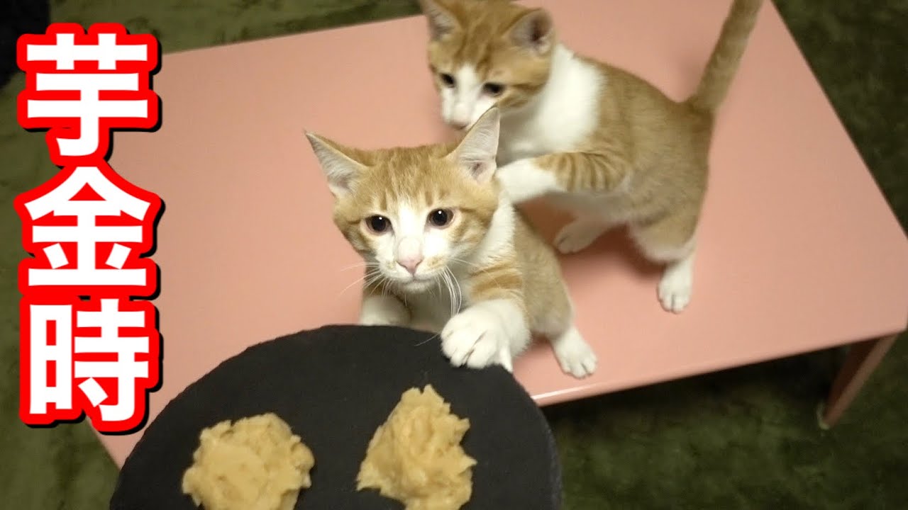 芋金時を食べる双子猫