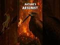 The Fire Starting Birds Facts Wildlife Birds  Firehawk
