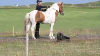 Gáta frá Álfhólum