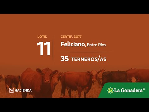 Lote Terneros/as en Feliciano