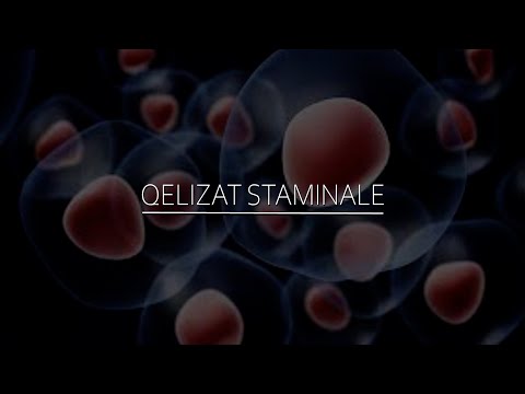 Çfarë qëndrimi ka feja Islame përsa i përket përdorimit të qelizave staminale?