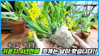70만명이 시청한 최고의 겨울꽃… 4년만에 쪼개는 이유…
