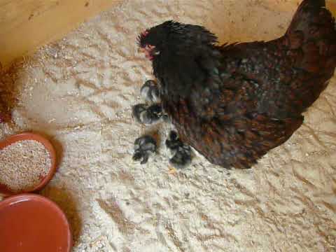 Die 1. Naturbrut Glucke und ihre Küken