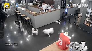 Re: [新聞] 獨／一日限定！毛小孩搭捷運免關籠　蔣萬