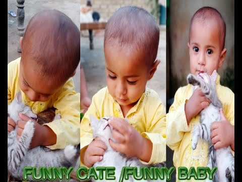 Funny Cats  /Tariq Metlo