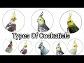 25 Types Of Cockatiels & Price 2024 Updated Price List || 100000 INR Cockatiel....
