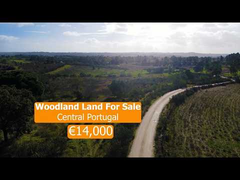 Woodland Valley For Sale Central Portugal - Buying Off-Grid Property