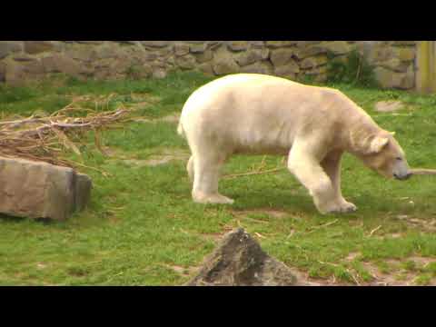 Ouwehand Park Polar Bear Cubs 04-12-2019 14:30:34 - 15:30:34