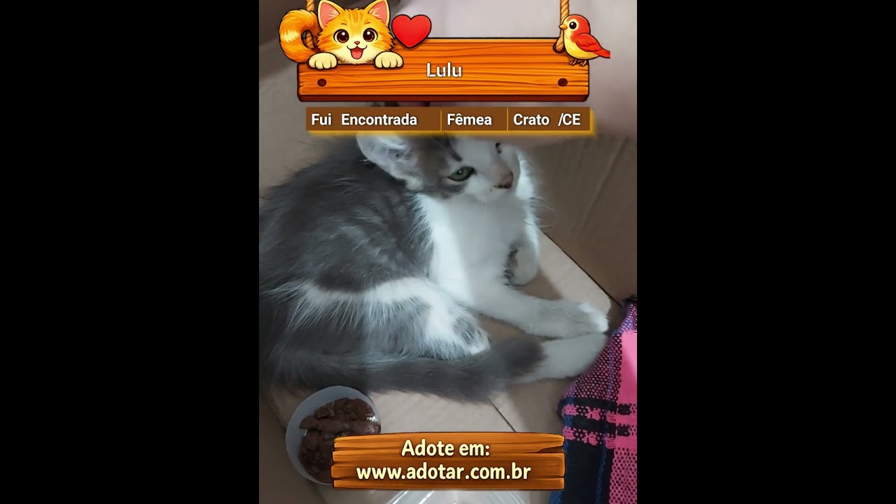 Gato raça SRD-ViraLata idade 2 a 6 meses nome Lulu