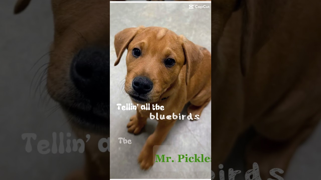 Enlarge Henrietta, a Adoptable mixed breed in Archbold , OH video 3/5