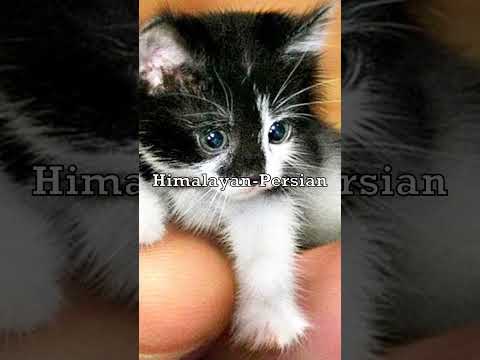 Smallest Cat in The World🐱