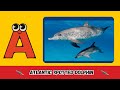 ABC Dolphin Song A To Z Dolphins For Kids UZR Kids Abcd Kids