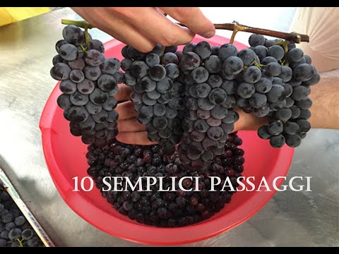 Vino FATTO IN CASA in 10 semplici step!