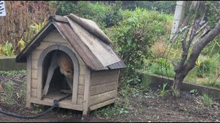 #朝ライブ#柴犬#縄文柴犬#犬のいる暮らし#癒し＃猫のいる暮らし
