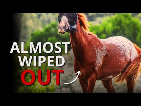 Why the Appaloosa Is SO DIFFERENT From Other Horses