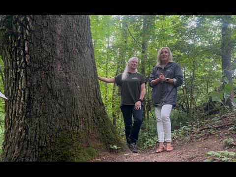 Watch the Franklin Woodland Trails video