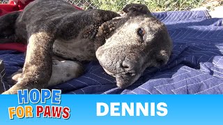 Dennis - a sick, neglected Pit Bull gets abandoned on a bridge and left to die.  Please share.