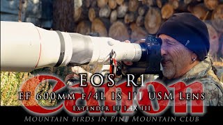 Mountain birds in Pine Mountain with Canon's R1 & 600 F4 Does is make me real wildlife photographer?