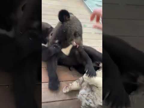 What a bullying bear cub 这小熊霸道的很 #bear #tiger #zoo #cute #老虎 #小熊 #动物园 #中国 #中國