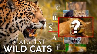 Most Dangerous Big Cats Ranked - Tier S Is Terrifying