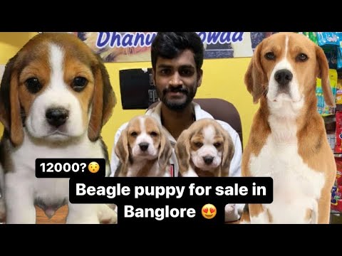 Beagle puppy for sale in Banglore | Dhanush Gowda | 9353268076 #dogs #beagle #puppyforsale #puppy