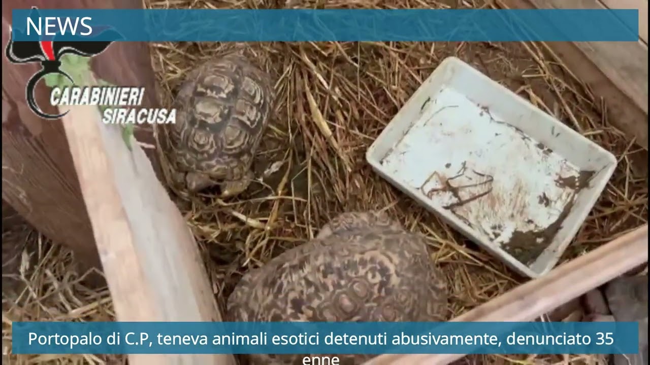 Portopalo di C.P, teneva animali esotici detenuti abusivamente, denunciato 35enne