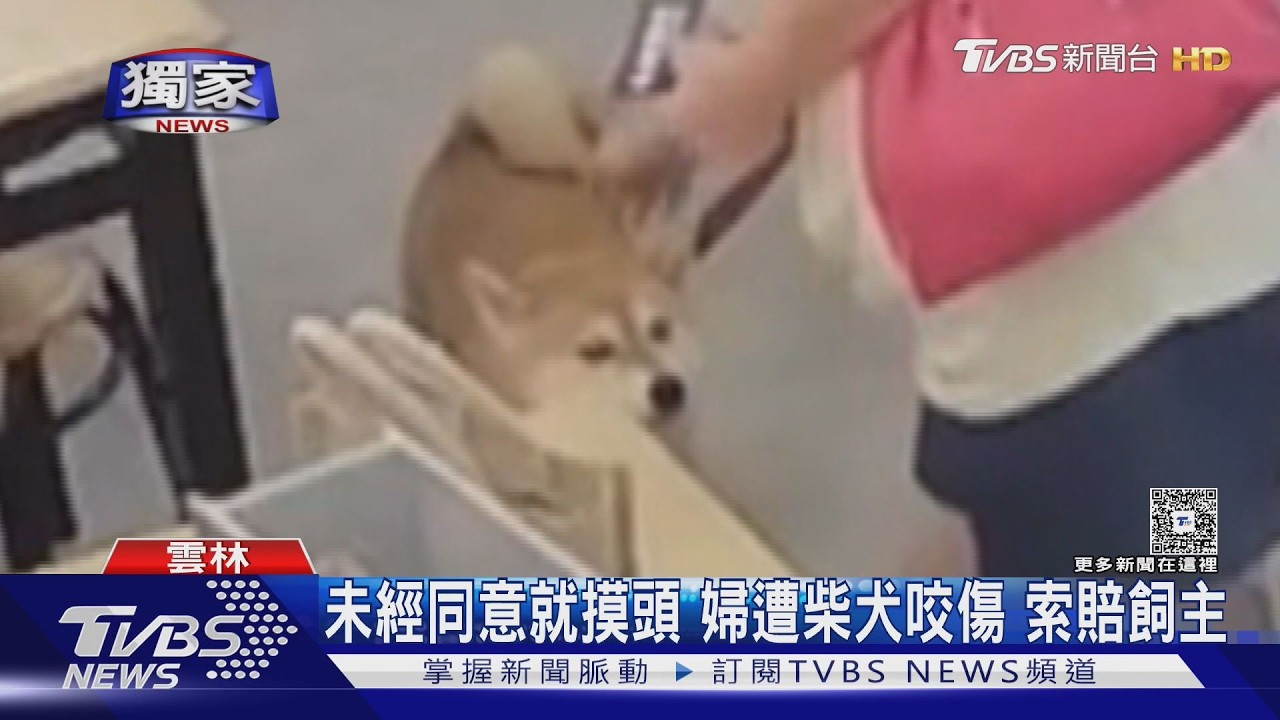 獨家影音/未經同意伸手摸頭!9歲柴犬秒反擊 女遭咬傷怒告飼主索賠