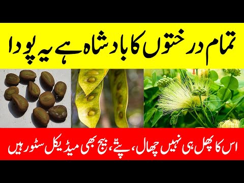 Siris tree benefits || Albizia lebbeck benefits || Tukhme saras ke fayde