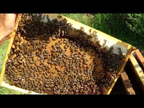 Тёмная и светлая сушь в зимнем гнезде ??? пасека