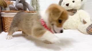 コーギーの動画01