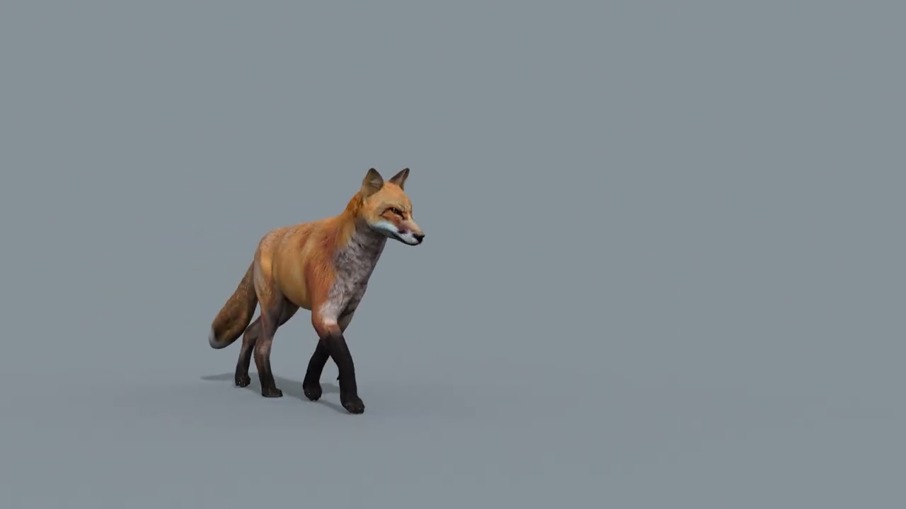 My Fox - 3d animated fox model 3D Model
