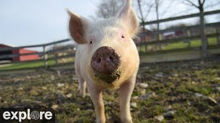 Live Webcam Pigs at Farm Sanctuary