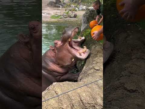 😮 Hippos eating pumpkins #shorts