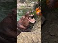 Hippos Eating Pumpkins Shorts