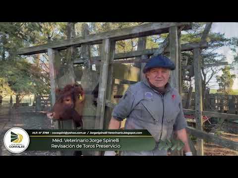 Médico Veterinario Jorge Spinelli - Revisación de Toros Preservicio