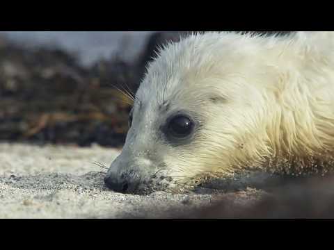 A Year on Scotland's Hidden Isles: narrated by Ewan McGregor (4K Documentary)