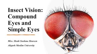 Insect Vision: Compound Eyes and Simple Eyes: Entomology: Agriculture Entomology