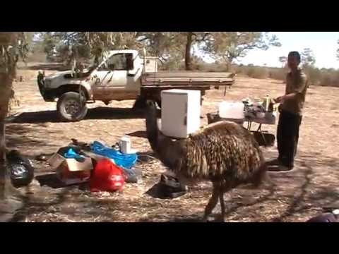 Wilcannia with  new visitor